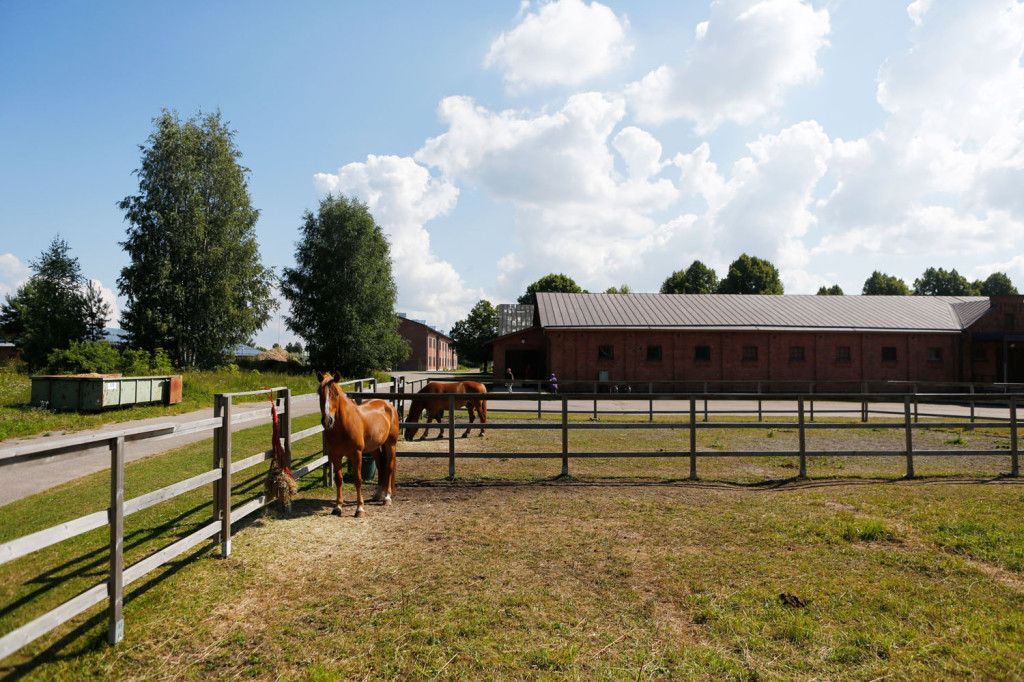 Taustalla 1890-luvulla rakennettu hevostalli. Etualalla Hessu, keskellä Rollo.